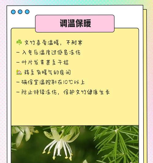 冬季文竹黄叶的处理方法（科学护理、促进新叶生长，让文竹焕发生机）