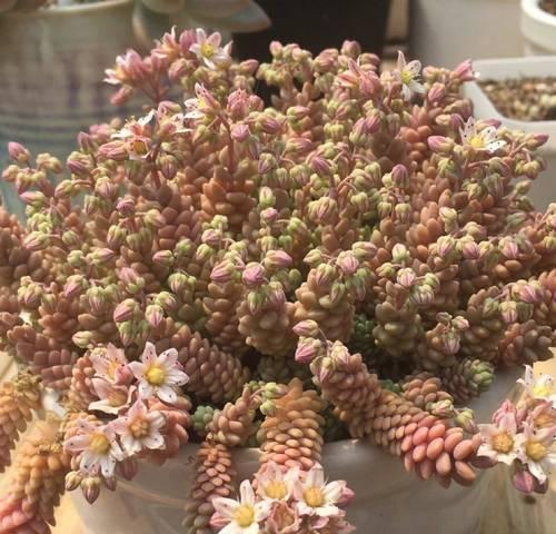 冬季星美人的正确浇水方法