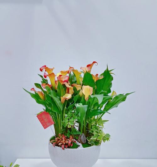白色马蹄莲鲜花养护大全（打造绚丽花海，关键是正确养护）