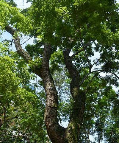 农村里的黄檀树（了解黄檀树，发现乡村之美）