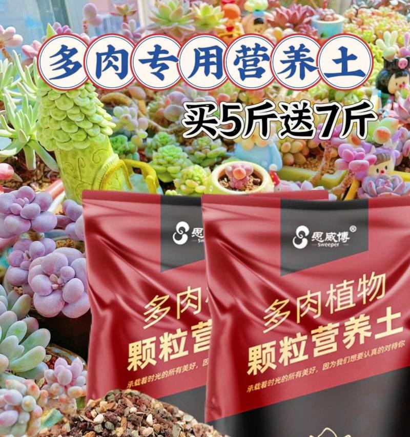 多肉颗粒的独特用法及养护技巧（打造多肉小天地，颗粒装修的创意无穷）