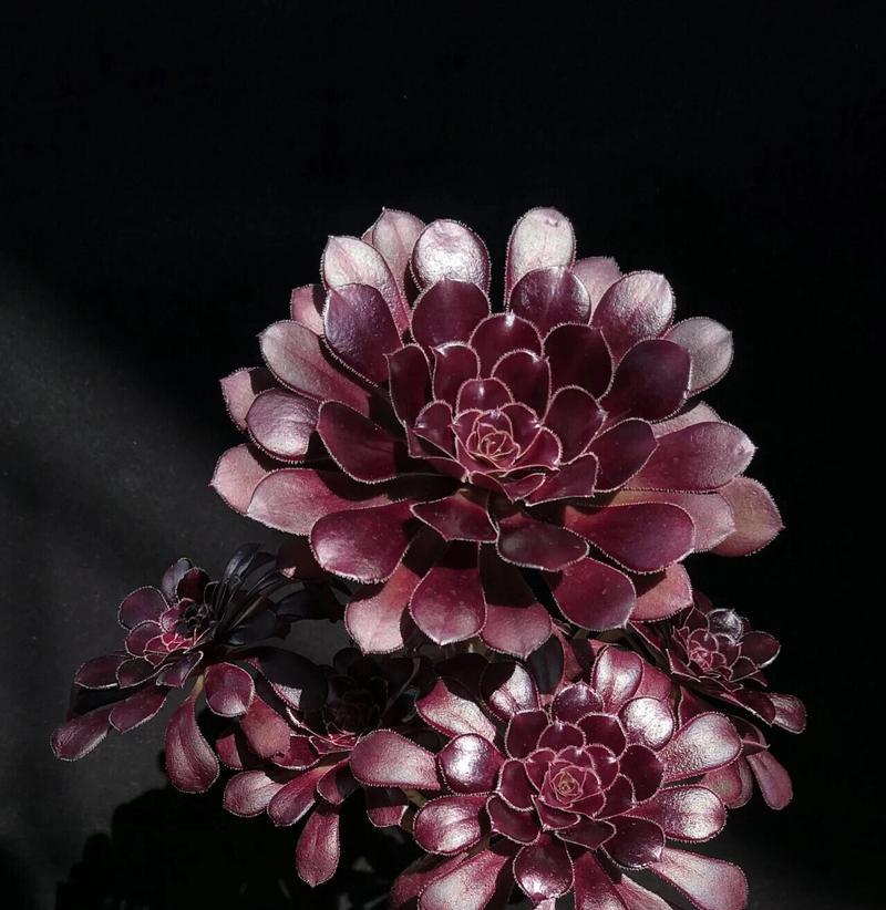 黑法师烂叶子的处理方法（如何有效处理黑法师烂叶子问题）