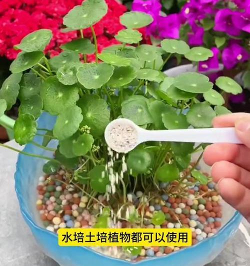 养花土的杀菌驱虫方法（保护花卉健康生长的关键措施）
