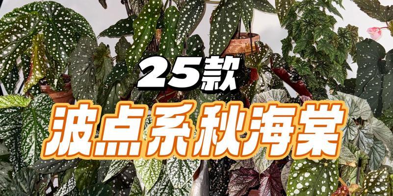 以波点秋海棠如何繁殖（掌握关键技巧，助你培育出美丽的波点秋海棠）