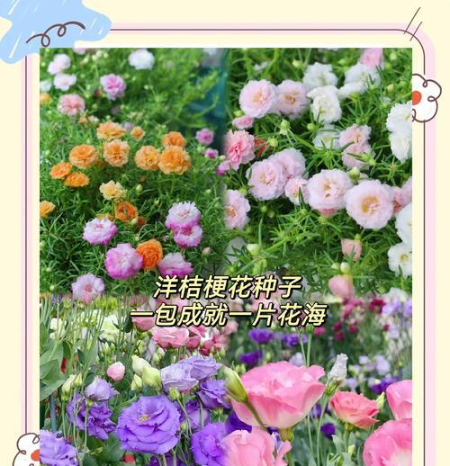 如何种植洋桔梗花（从种子到开花的全过程，快速掌握种植技巧）