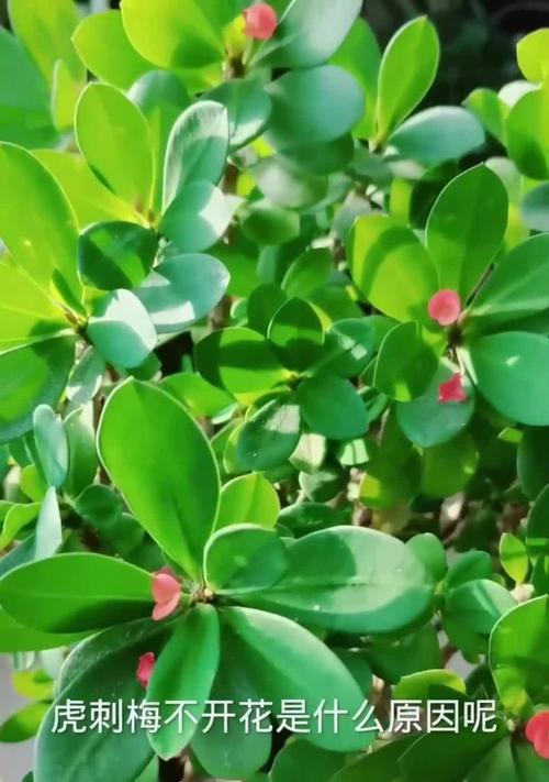如何让虎刺梅开花？（掌握关键技巧，让虎刺梅重现花海）