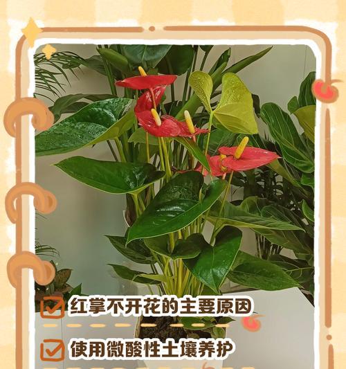 红掌花不红发白怎么办（解决红掌花发白问题的实用方法）