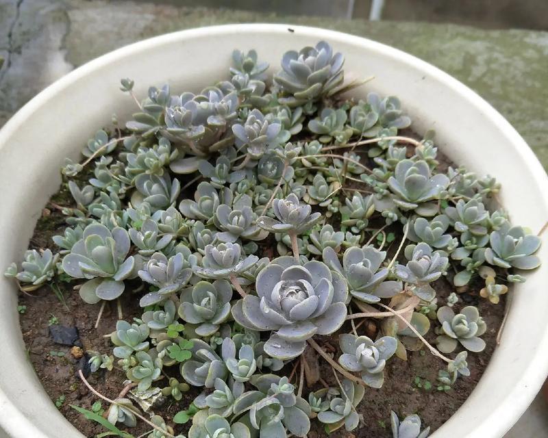 以子持莲华花的修行之道（以慈悲与智慧栽培心灵花园）
