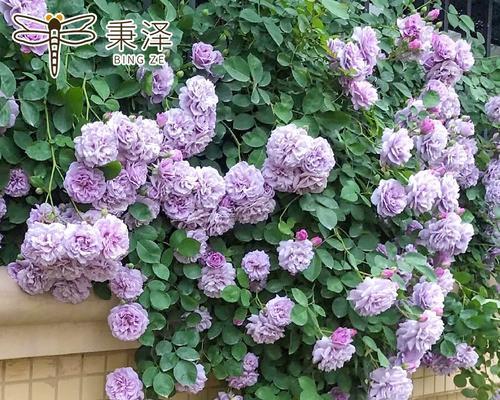 以欧月花怎么养殖？（全面指南，轻松养活欧月花！）