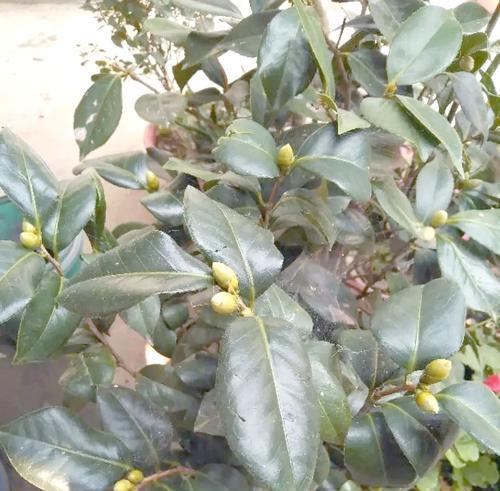 茶花开花的护理技巧（让你的茶花绽放鲜花的秘诀）