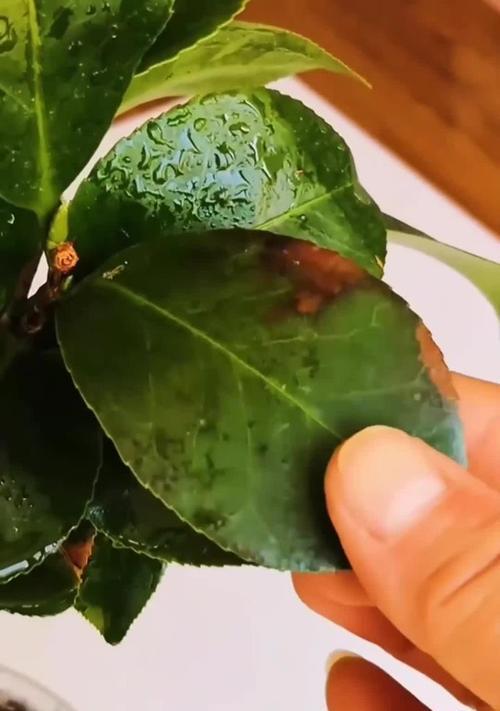 茶花叶卷怎么补救？（有效应对茶花叶卷的措施）