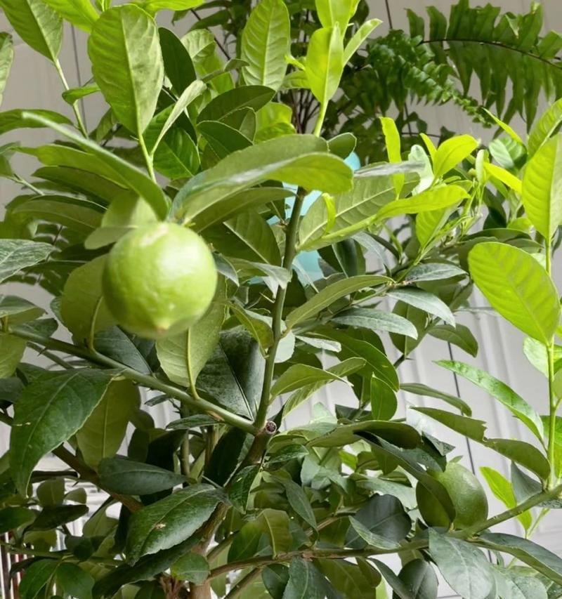 夏天怎样养护柠檬树（柠檬树的日常护理和防虫措施）