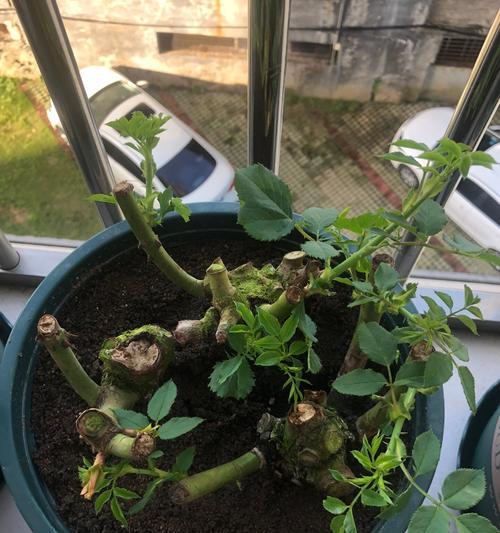 玫瑰花的土壤要求与种植技巧（打造适合玫瑰花生长的土壤——）