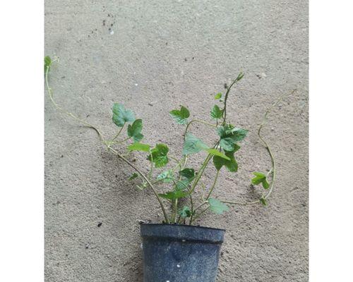 探秘宿根牵牛花的种植技巧（打造花坛中的绚丽花海，宿根牵牛花种植攻略全解析）