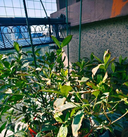 精确剪枝技巧（掌握剪枝关键，让枝子花焕发新生命）