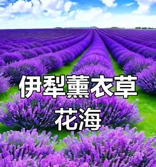 薰衣草地花期过了怎么办？（如何保护薰衣草地的健康和美丽）