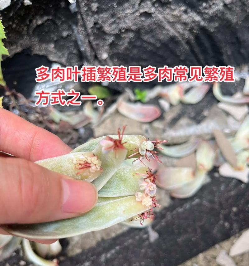 多肉养殖指南(揭秘多肉养殖的技巧和要点,助你成为多肉植物的专家)