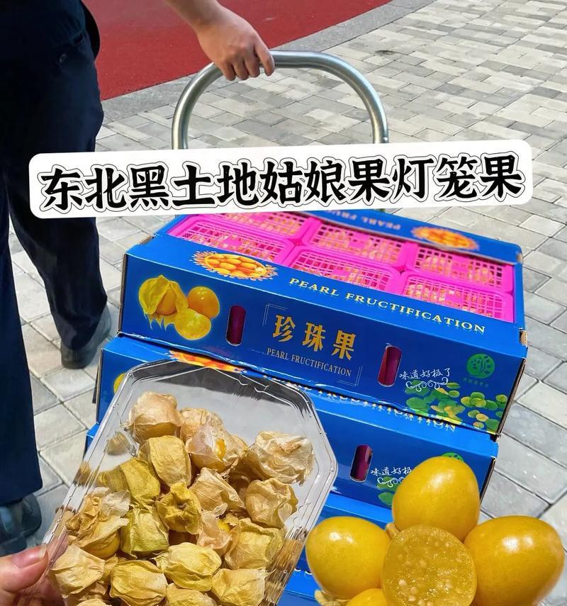 灯笼果成熟季节与采摘技巧（了解灯笼果成熟的时间，享受新鲜的美味）