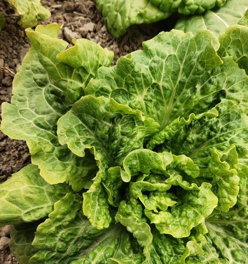 夏季种植生菜的注意事项（种植时间、土壤环境、水肥管理及病虫害防治）