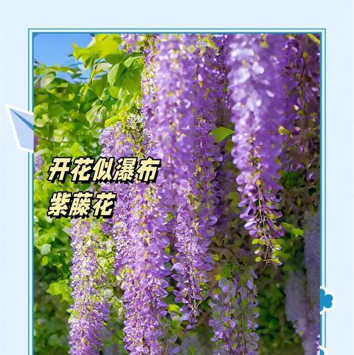 如何正确养护多花紫藤（打造美丽花园的关键诀窍）