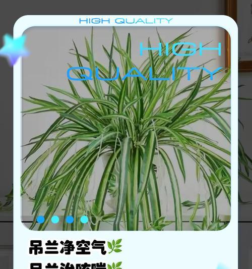 以金边吊兰怎么分株（快速掌握分株技巧，让你的金边吊兰茁壮成长）
