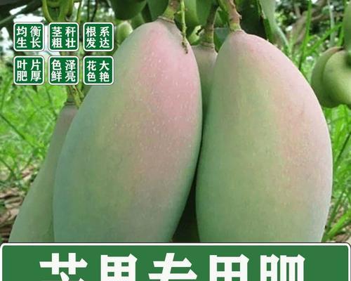 幼苗期花化肥的正确使用方法(科学施肥,促进幼苗花期生长)