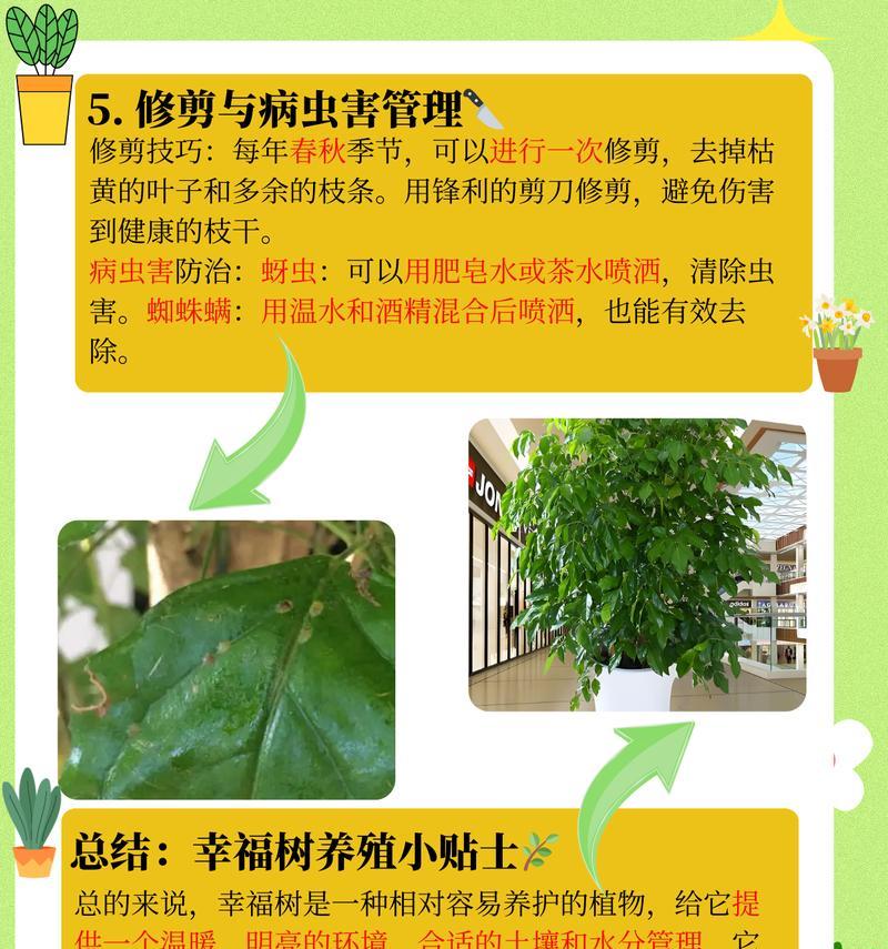 幸福树遭虫害之解决办法（保护幸福树健康成长的关键）