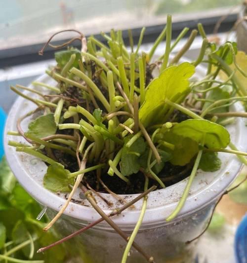解决盆栽花土过湿的方法（有效控制花盆湿度，保护植物健康）