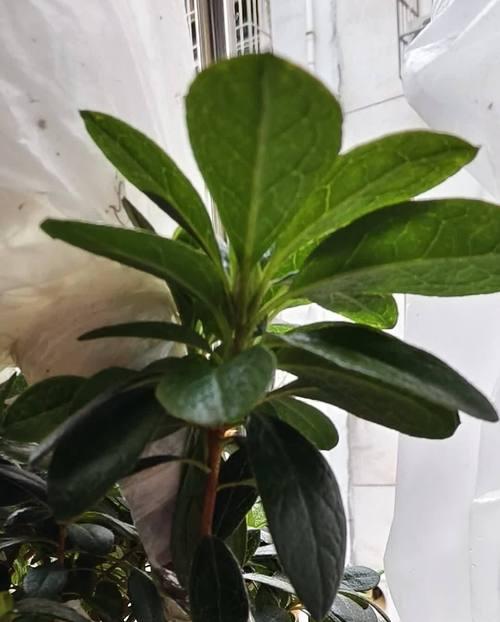 嫁接鸡蛋花，探索美丽花园之道（技巧、方法与经验，助你成功嫁接鸡蛋花）