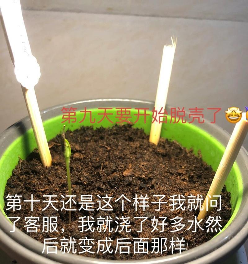 如何轻松促进花种子发芽（学习种植技巧，提高种子发芽率）