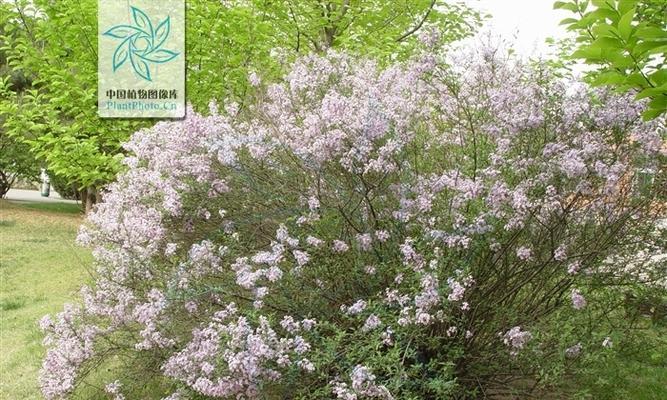 丁香花叶子的剪裁之道（提升丁香花观赏价值的关键技巧）