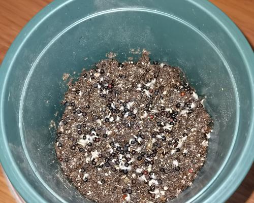 满天星花种植指南（打造绚丽花坛，以满天星花为主角）