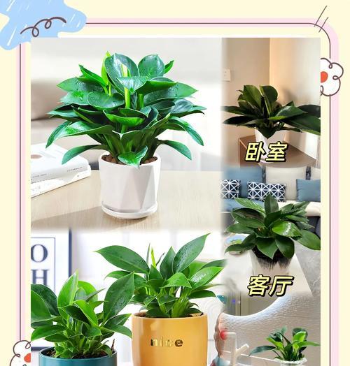 绿植金钻的换盆技巧（轻松学会给绿植金钻更换盆土和盆器）