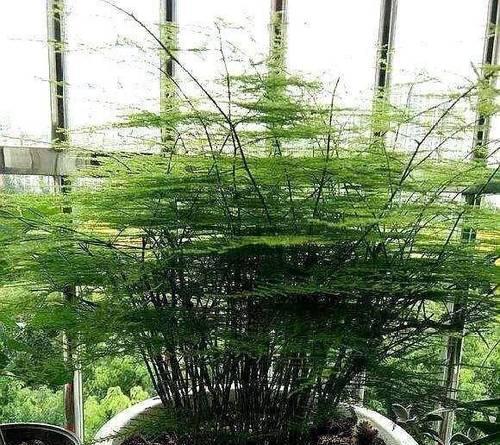 适应低光环境的植物（探索不需要光照多的植物世界，了解其生存之道与独特之处）
