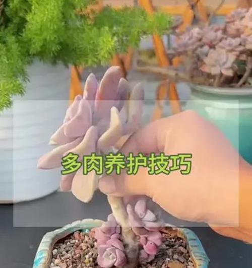 多肉植物的死亡原因及预防措施（多肉植物为何容易死亡？如何避免多肉植物的死亡？）