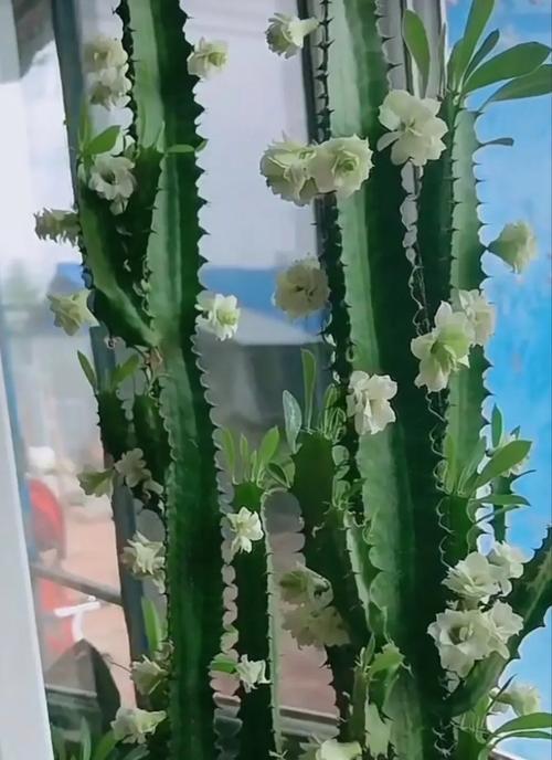 龙骨花开花时间详解（探秘龙骨花开花的奥秘）