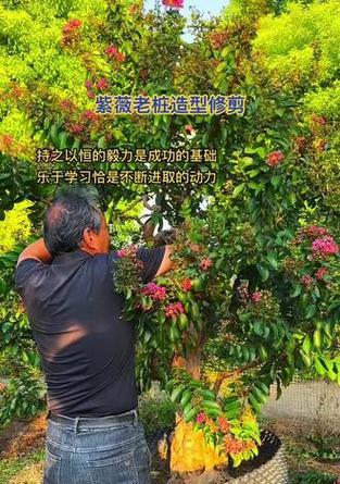 如何正确修剪紫薇（学会修剪紫薇的技巧和注意事项）