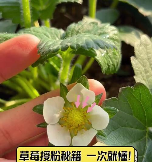 草莓的花粉可以自我授粉吗？——解密草莓的授粉方式
