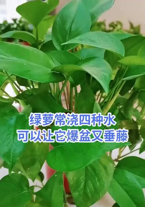 夏季如何养护绿箩植物（绿箩的养护技巧和注意事项）