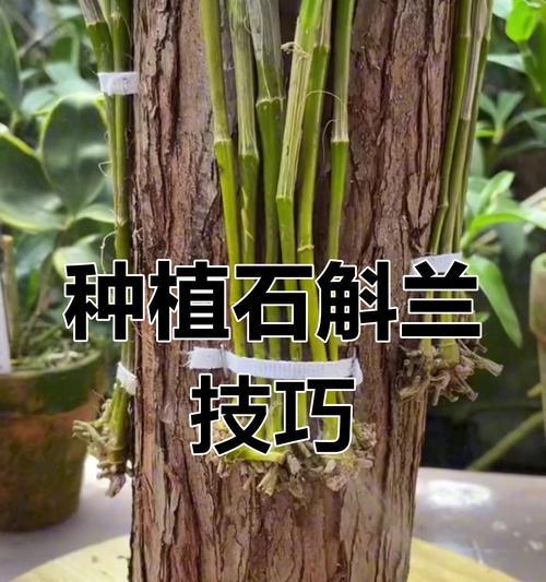 石斛兰如何培育开花？（掌握这些技巧，让石斛兰绽放迷人花朵）