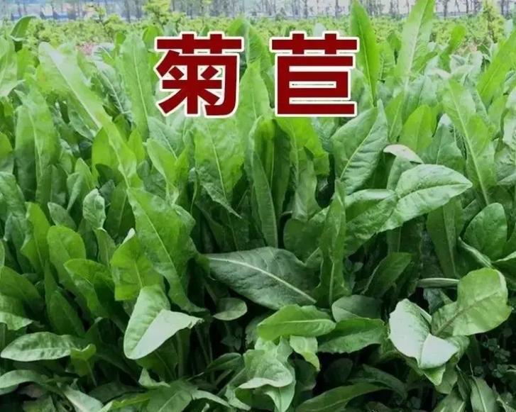 苏丹草种子的最佳种植时期（探究苏丹草种子种植的时间、气候等因素）