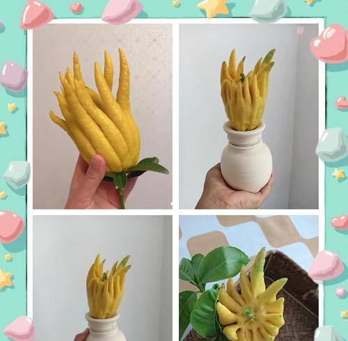 佛手树养护技巧大揭秘（掌握关键要点，打造健康美丽的佛手树）
