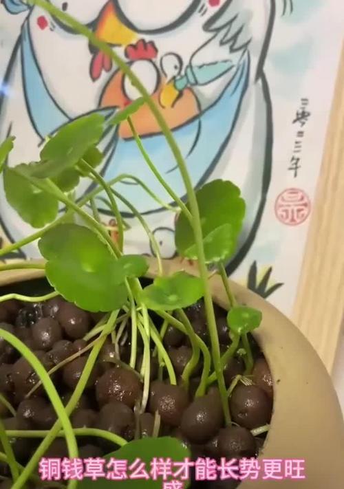 培育童钱草的技巧与方法（掌握关键步骤，打造美丽花园）
