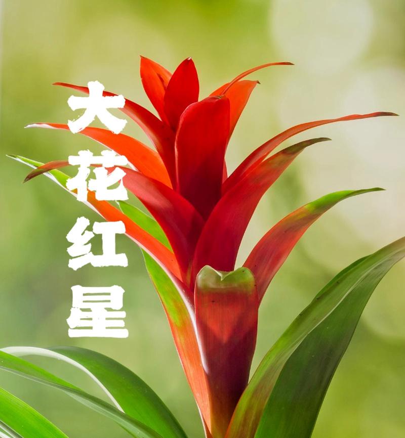 《红运当头花的养殖方法》（让红运当头花绽放绚丽的红花海洋）