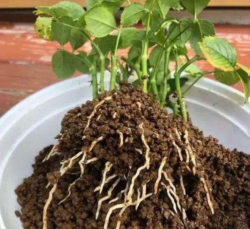 如何种植月季花苗(手把手教你打造美丽的花园)