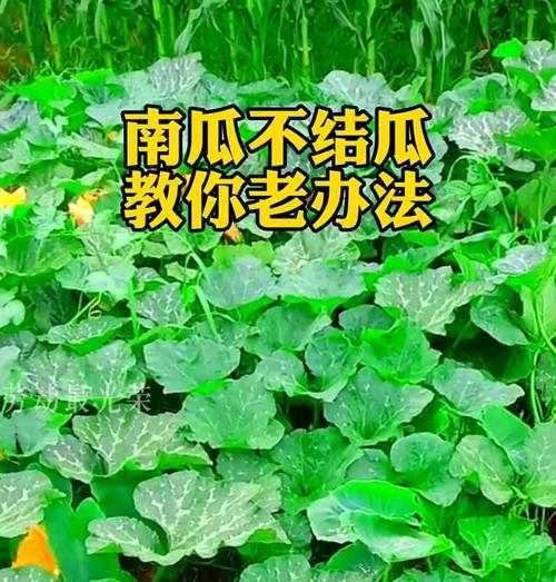 南瓜开花不结果的原因及解决方法（解决南瓜开花不结果的技巧和注意事项）