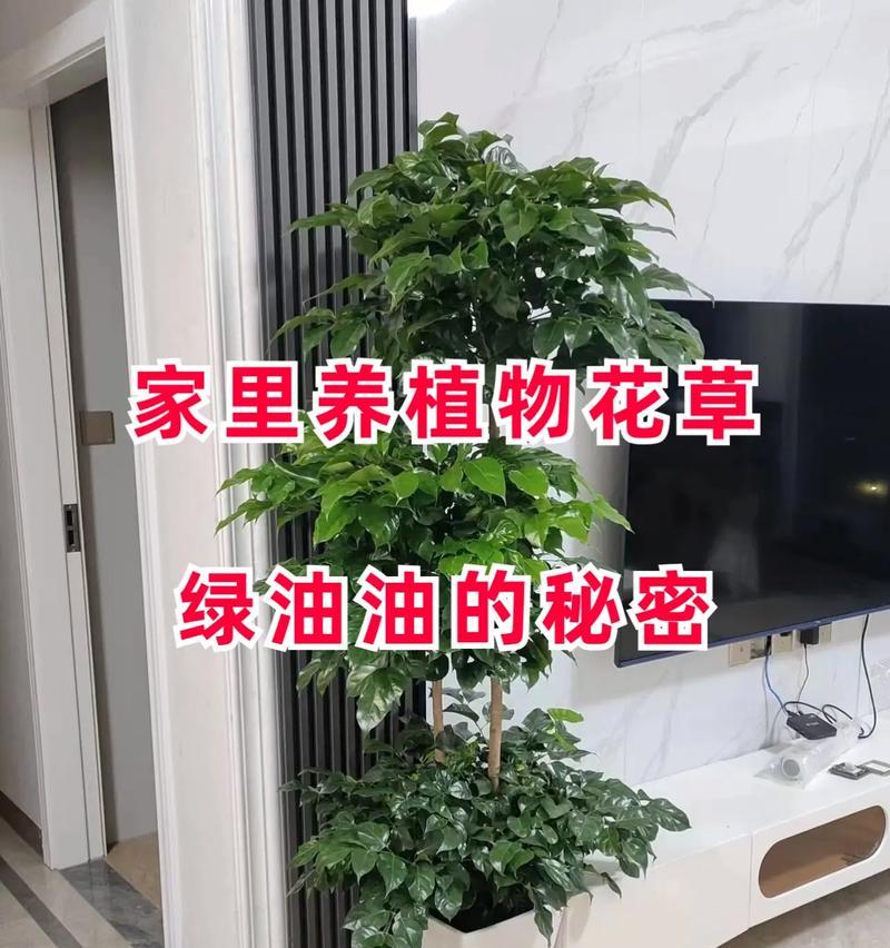 冬季多肉花的养护之道（打造多肉花繁荣冬季生活空间，享受冬天的独特魅力）