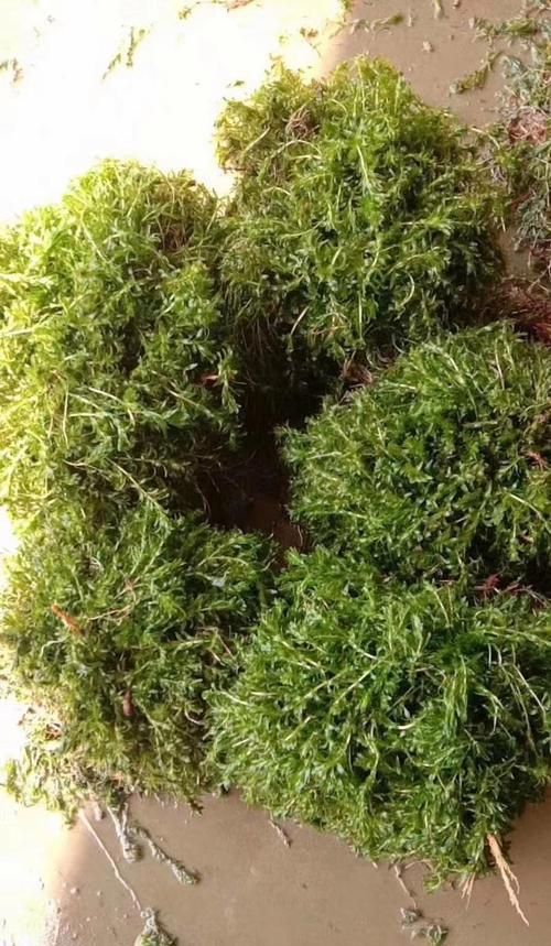 黑藻是低等植物吗？（探究黑藻的地位和特点）