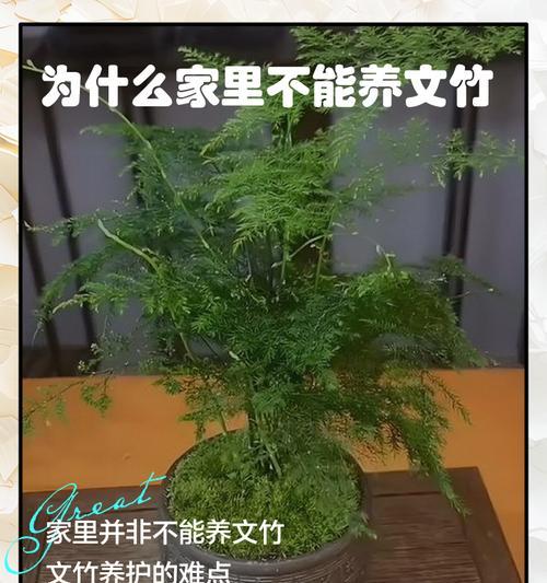 家里怎么养文竹？（文竹养护指南，助你打造绿意盎然的家居空间）