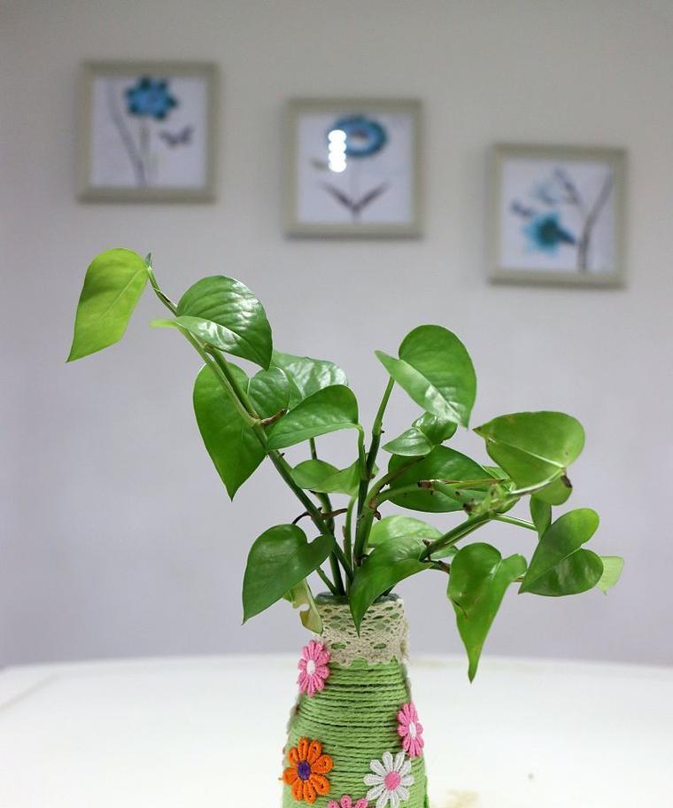 夏季绿萝吊兰养护全攻略（绿萝吊兰夏季养护的关键技巧，让你的植物健康茁壮成长）